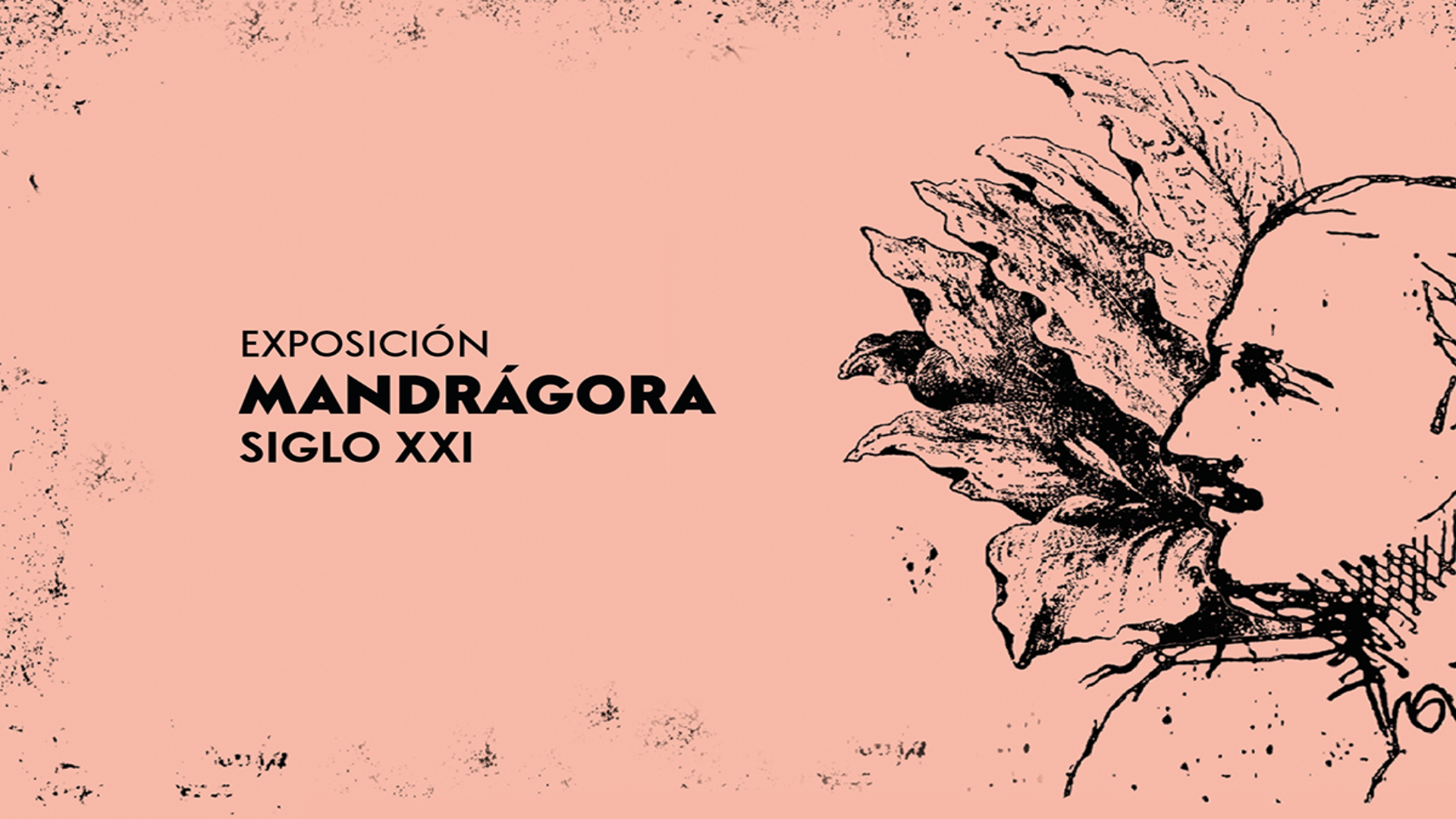 Mandrágora Youtube